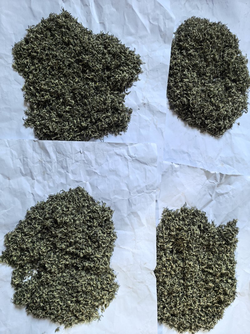 苏州洞庭碧螺春