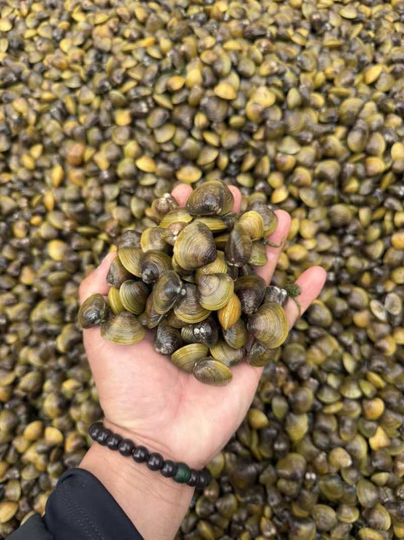 黄沙蚬，120颗已内1斤