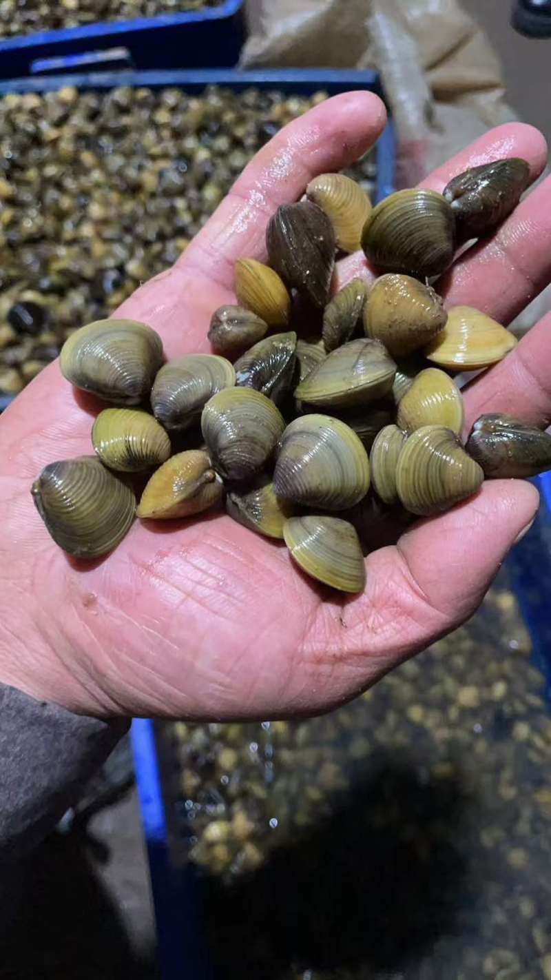 黄沙蚬，120颗已内1斤