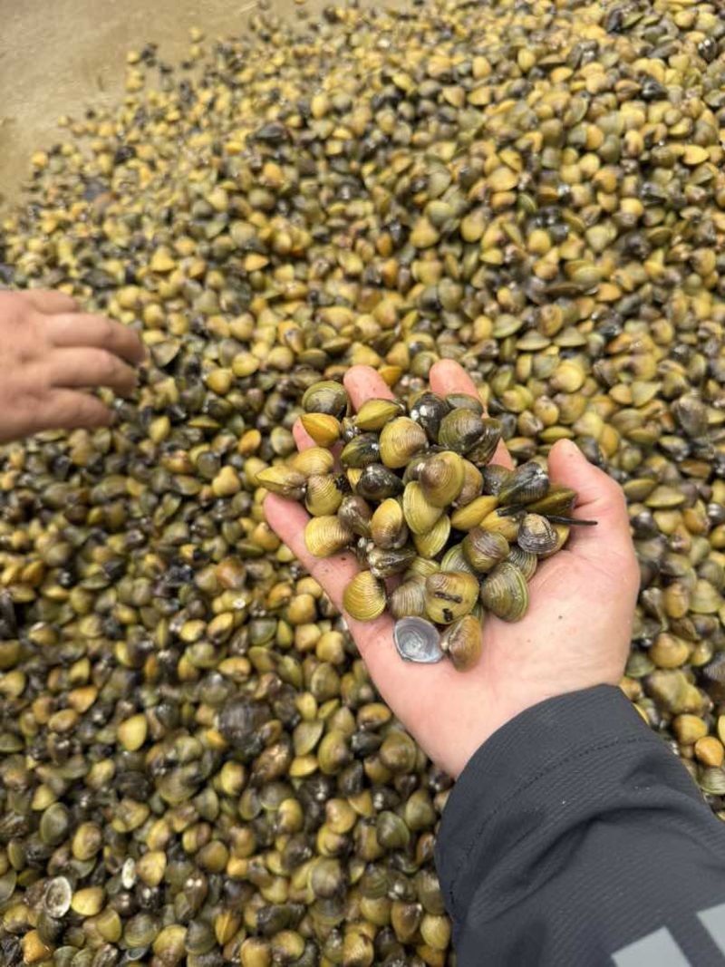 黄沙蚬，120颗已内1斤