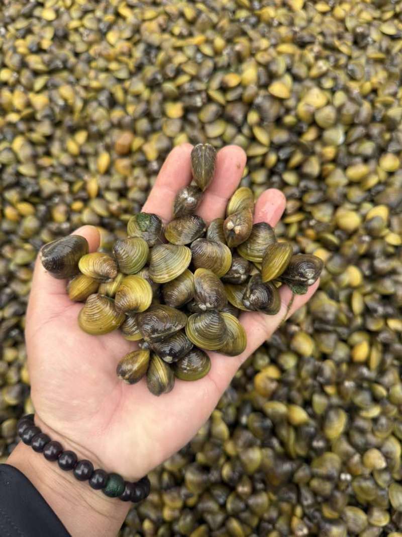 黄沙蚬，120颗已内1斤