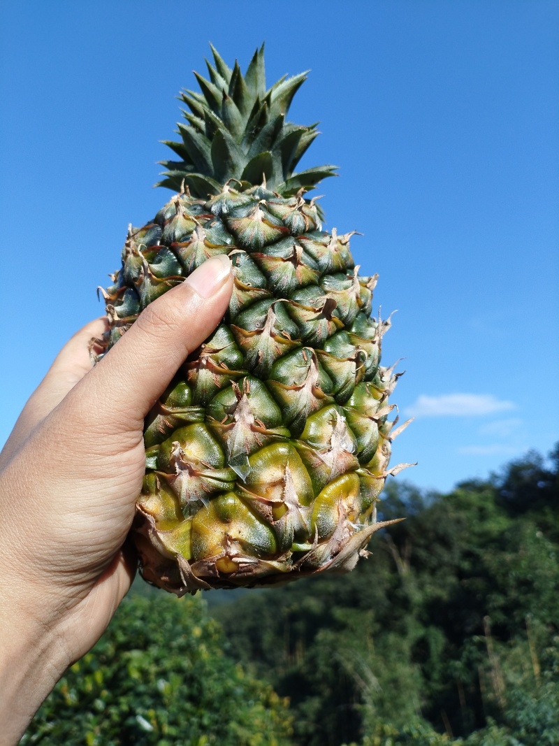 冬蜜凤梨