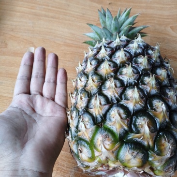冬蜜凤梨