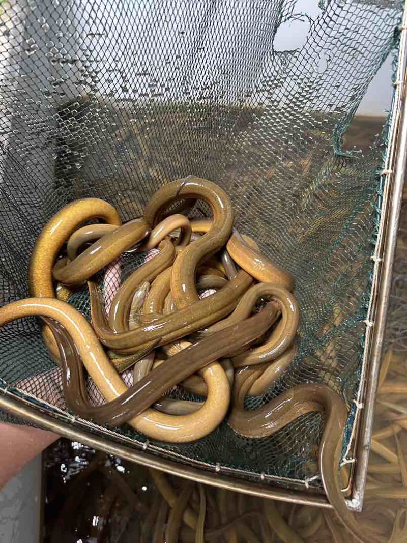 一手黄鳝货源，每日鲜活到货，规格齐全，稳定供应酒楼、