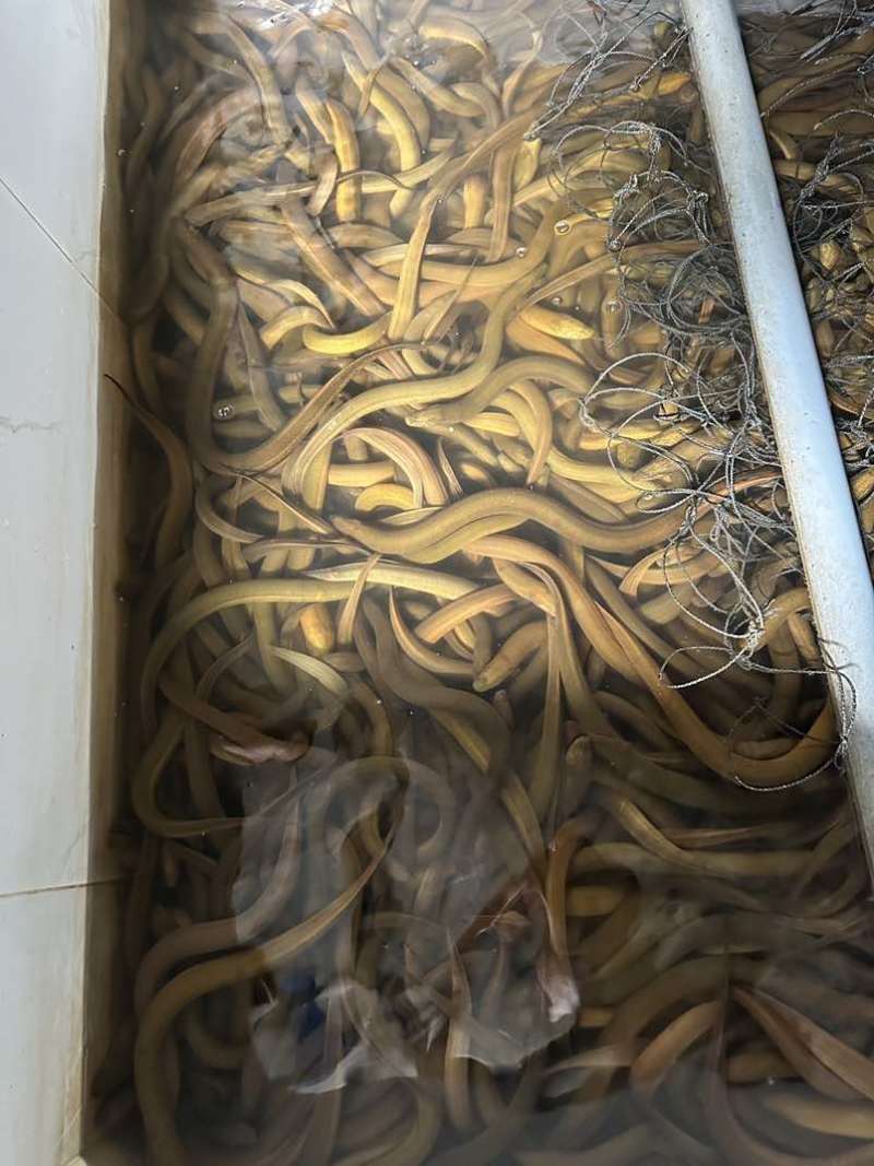 一手黄鳝货源，每日鲜活到货，规格齐全，稳定供应酒楼、