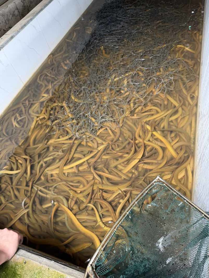 一手黄鳝货源，每日鲜活到货，规格齐全，稳定供应酒楼、
