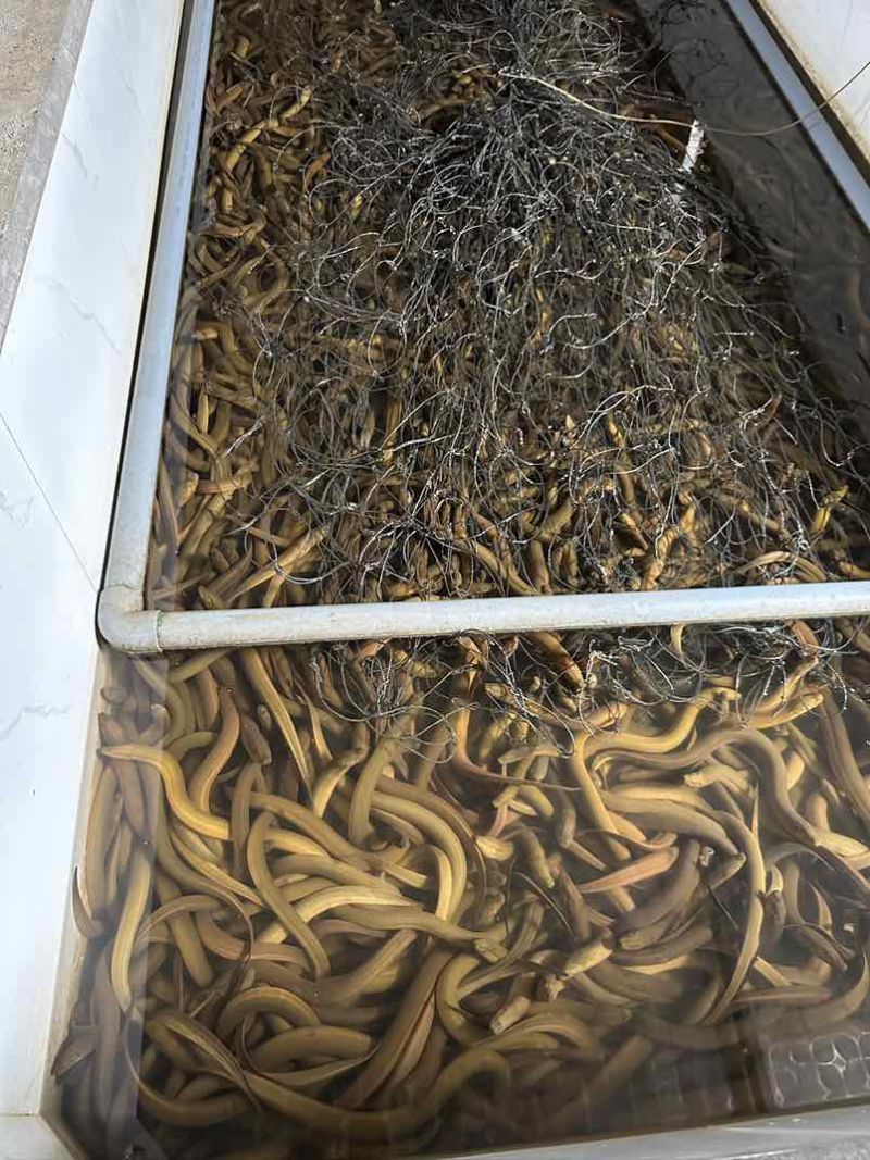 一手黄鳝货源，每日鲜活到货，规格齐全，稳定供应酒楼、