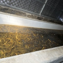 一手黄鳝货源，每日鲜活到货，规格齐全，稳定供应酒楼、