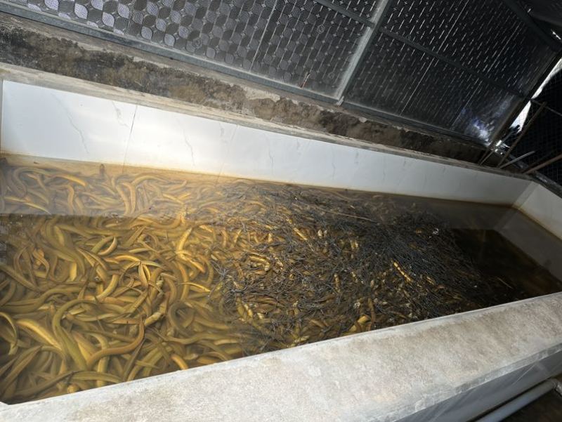 一手黄鳝货源，每日鲜活到货，规格齐全，稳定供应酒楼、