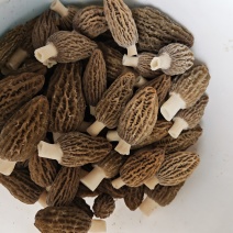 羊肚菌