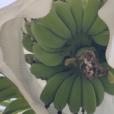 苹果蕉
