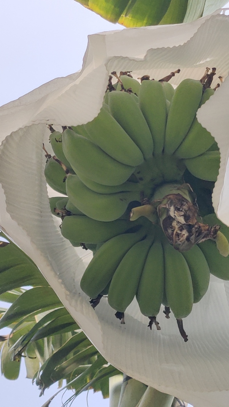 苹果蕉