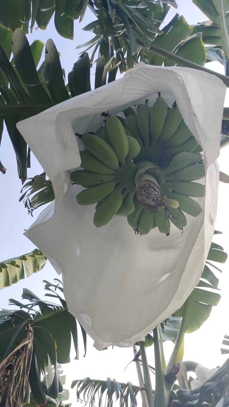 苹果蕉