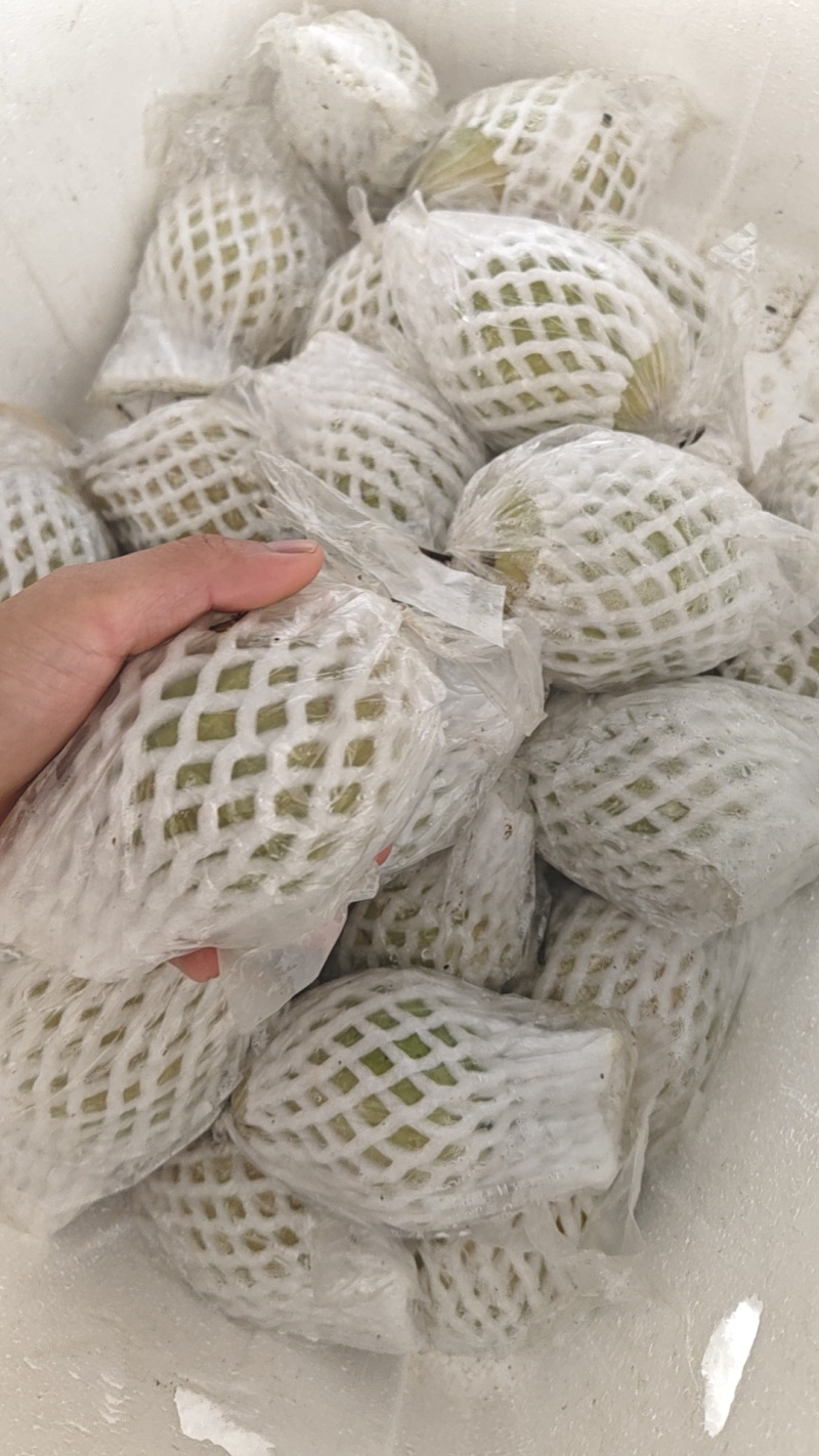 珍珠芭乐批发