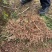 野生电风干麦冬