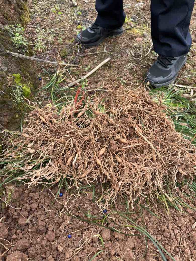 野生电风干麦冬