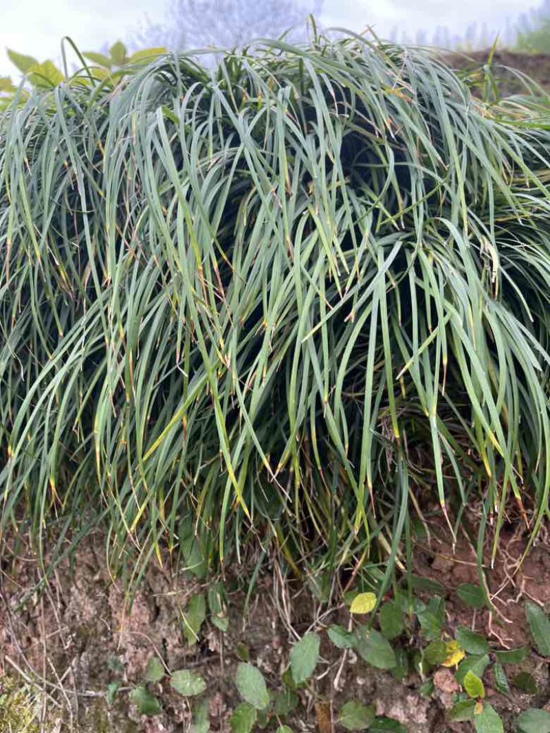 野生电风干麦冬