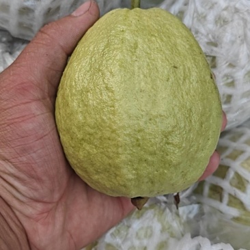 珍珠白番石榴