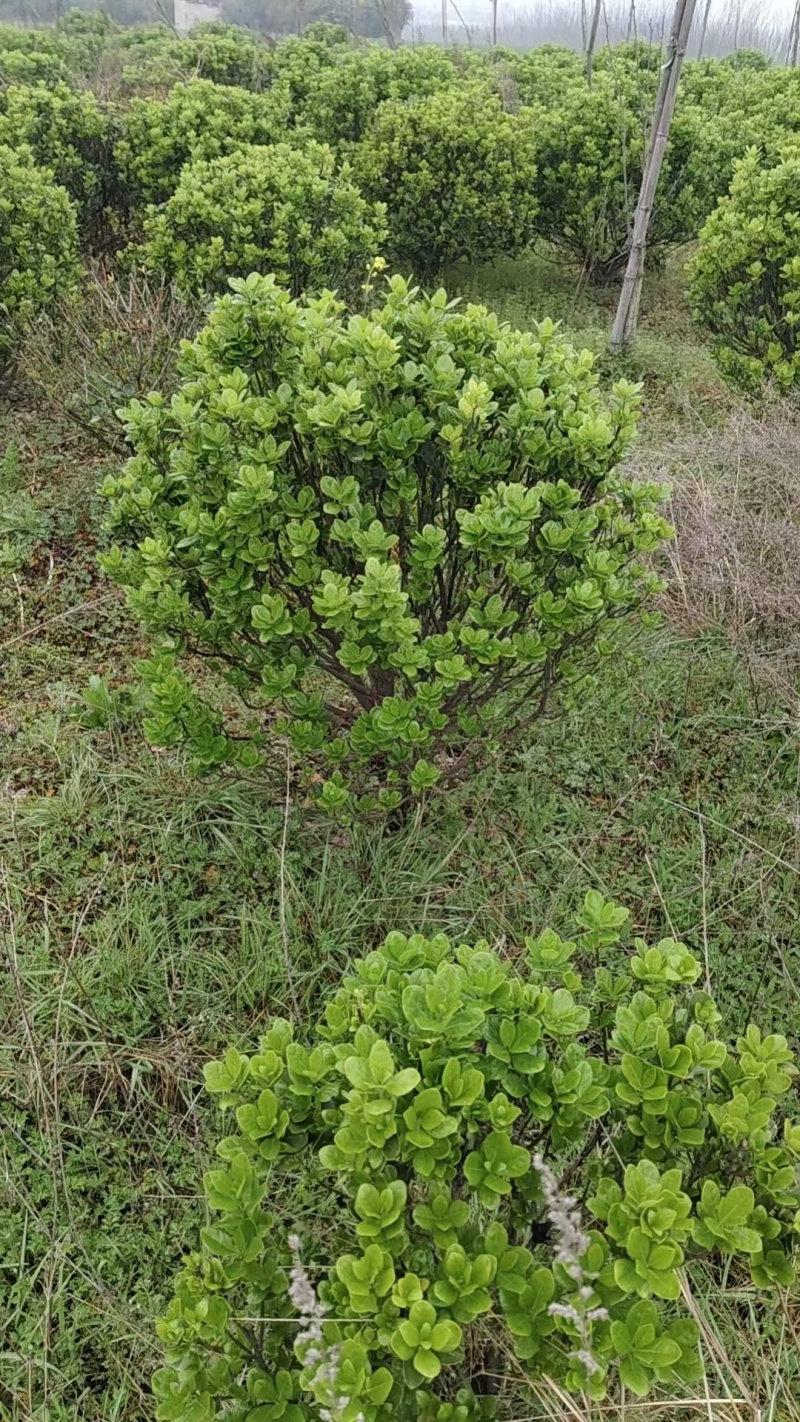 卖黄杨树
