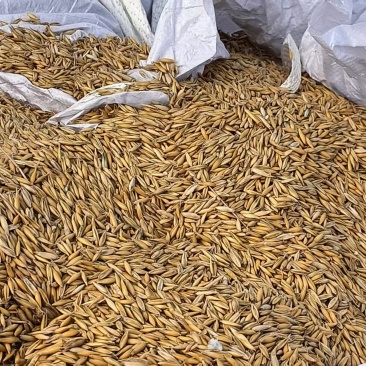 俄罗斯进口燕麦