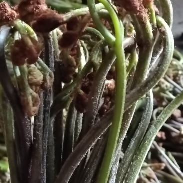 野生蕨菜