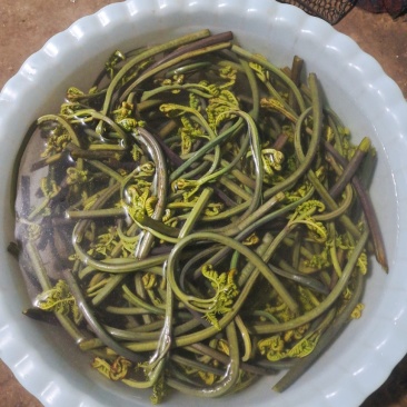 贵州野生蕨菜