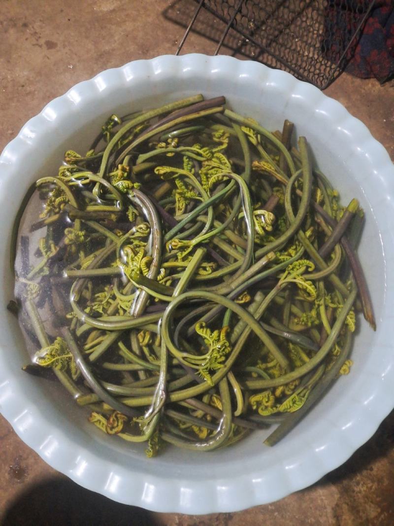 贵州野生蕨菜