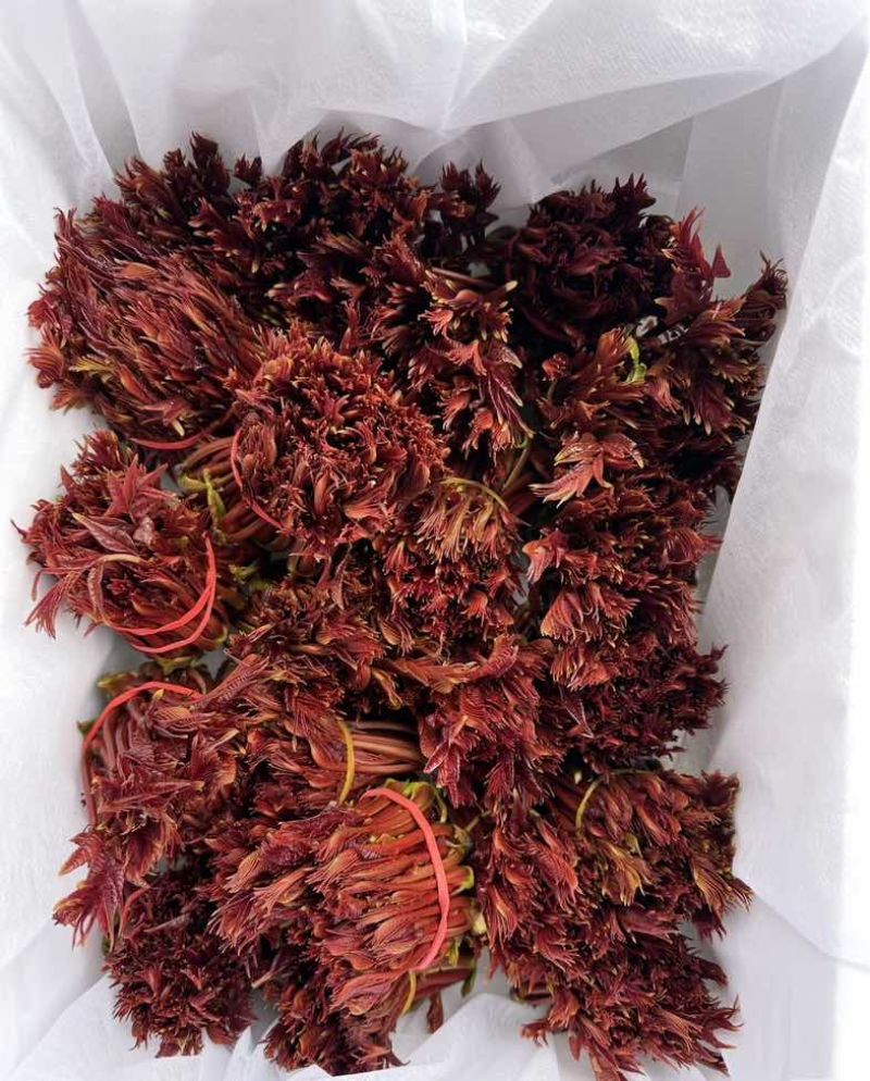 云南头茬红油香椿新鲜采摘产地直供