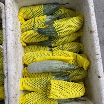 山东羊角蜜