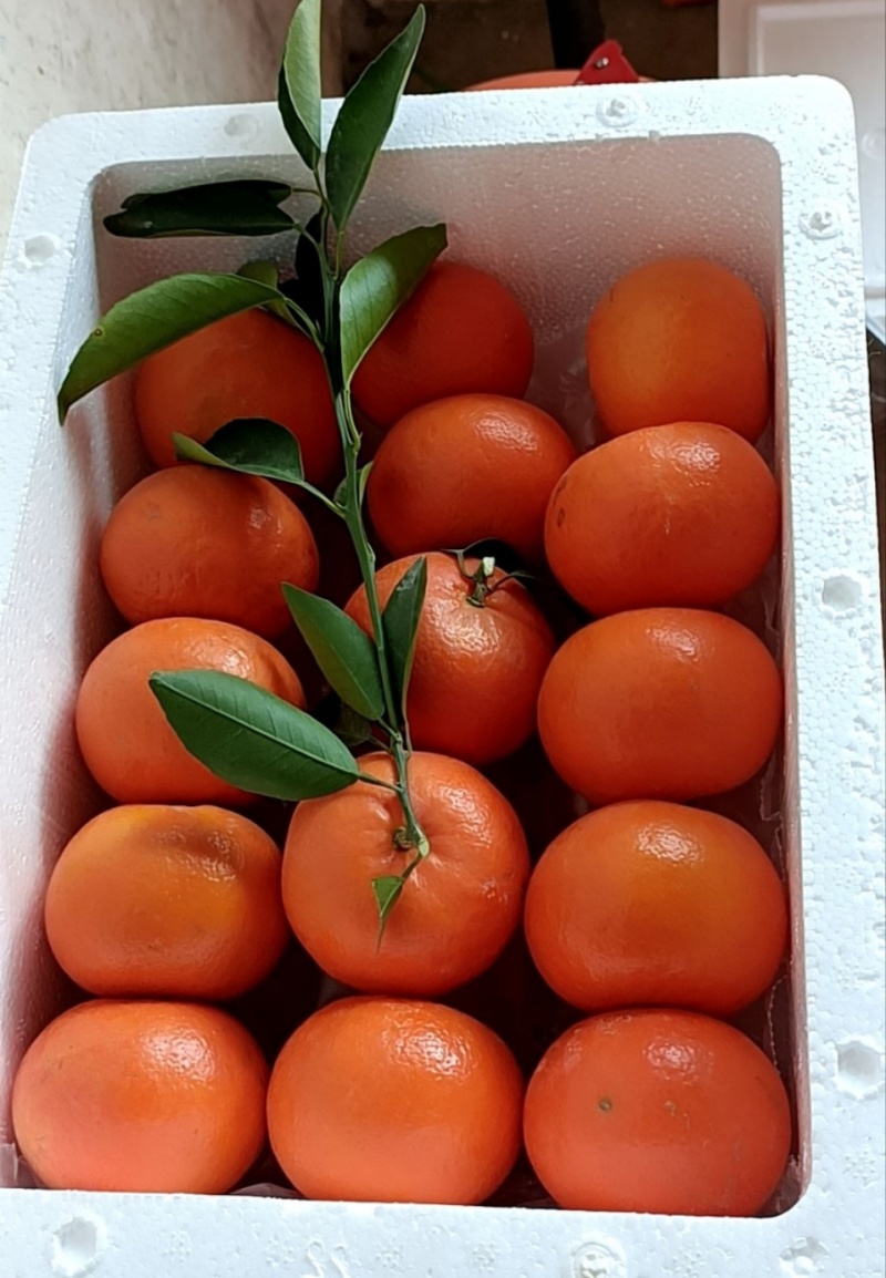 精品云南沃柑自己果园种植，现菜现发！每一件是5斤