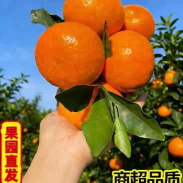 精品云南沃柑自己果园种植，现菜现发！每一件是5斤