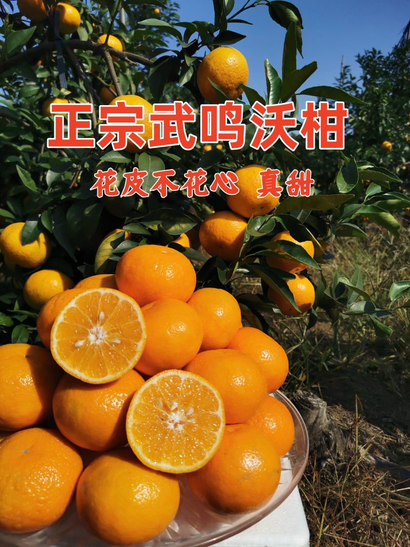 精品云南沃柑自己果园种植，现菜现发！每一件是5斤