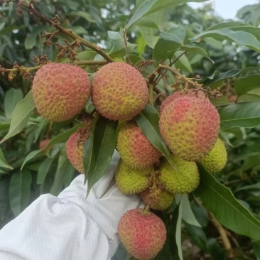 电白妃子笑荔枝
