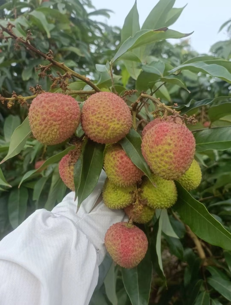 电白妃子笑荔枝
