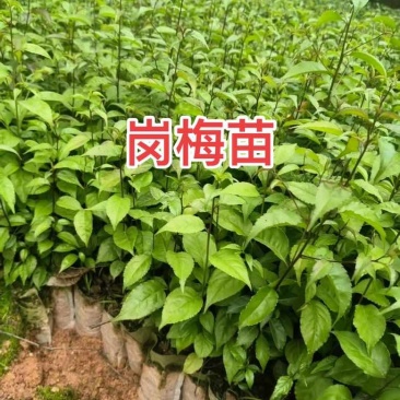 岗梅苗