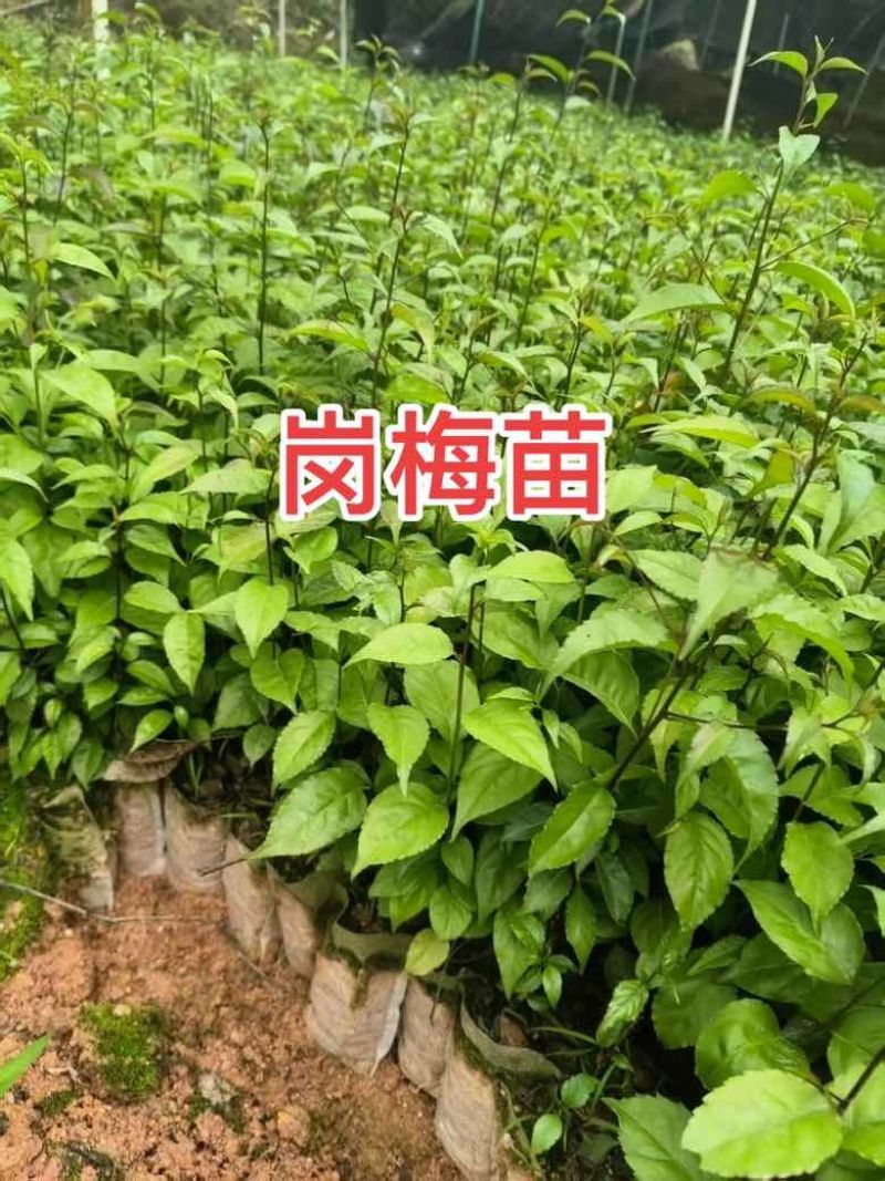 岗梅苗