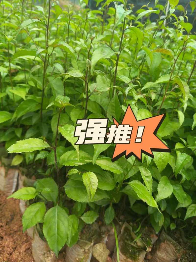 岗梅苗