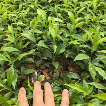 沉香小杯苗