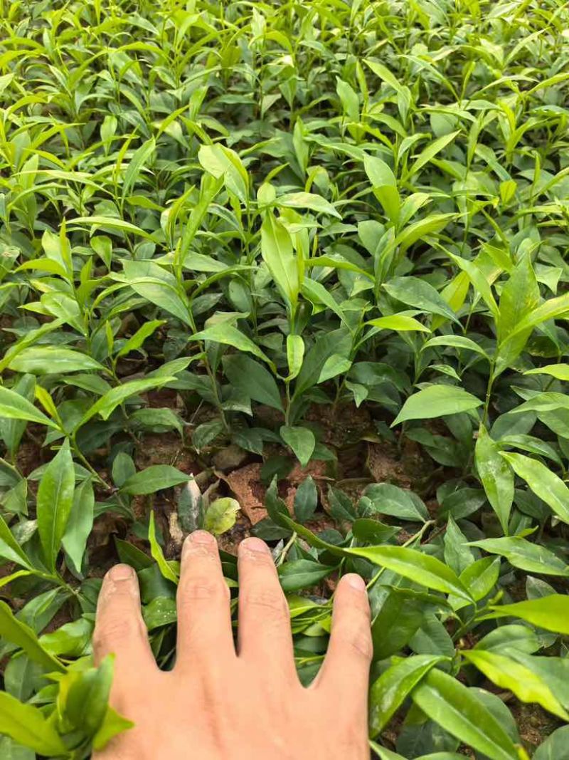 沉香小杯苗