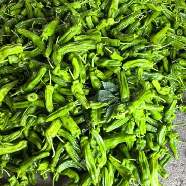 薄皮辣椒芜湖辣椒