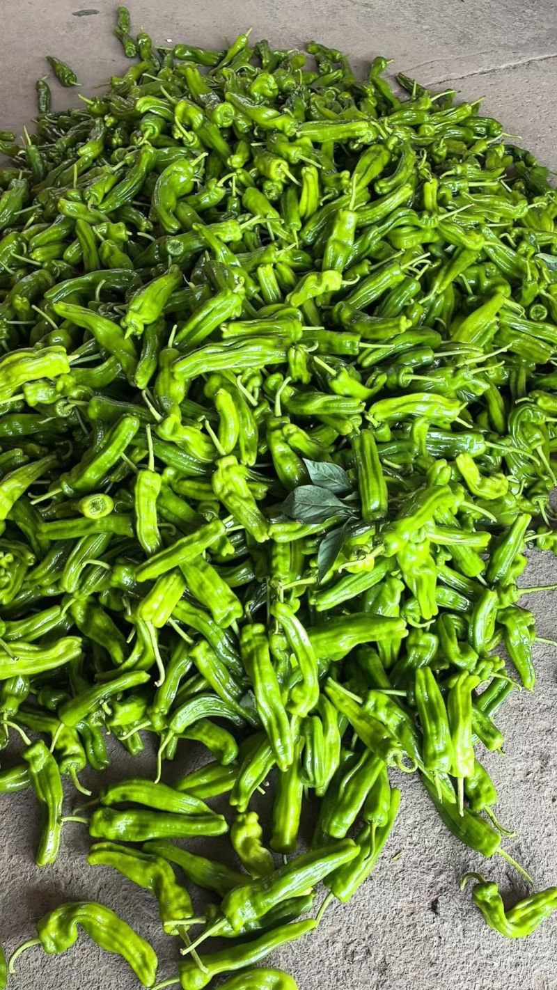 薄皮辣椒芜湖辣椒