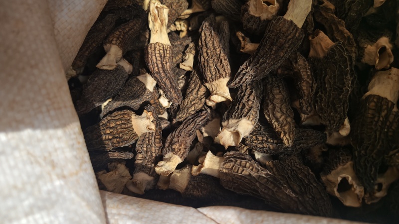 羊肚菌