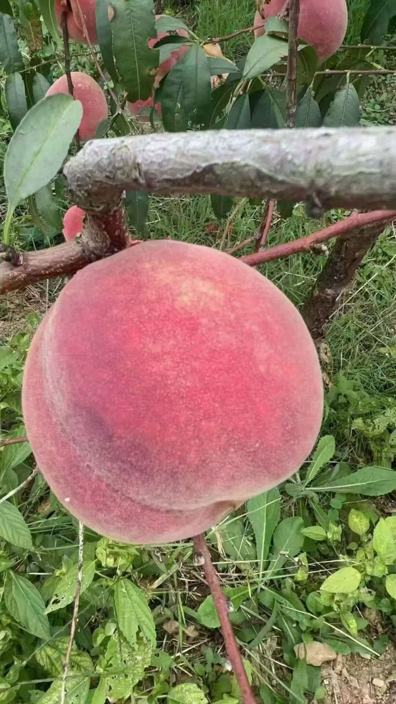 金秋红蜜桃子