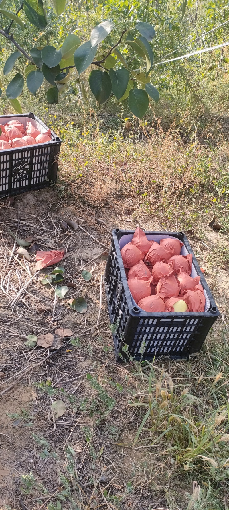 平遥酥梨