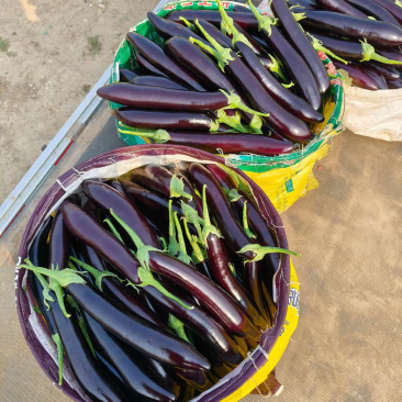 高通长茄