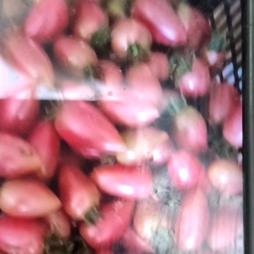 多彩小番茄