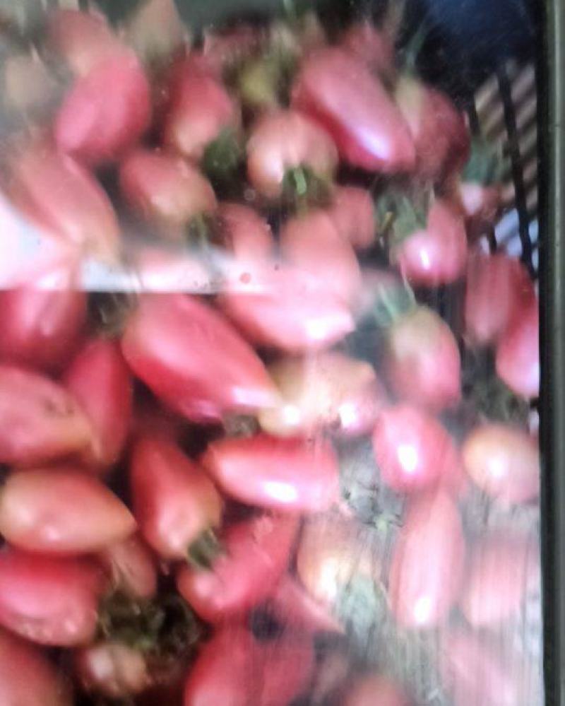 多彩小番茄