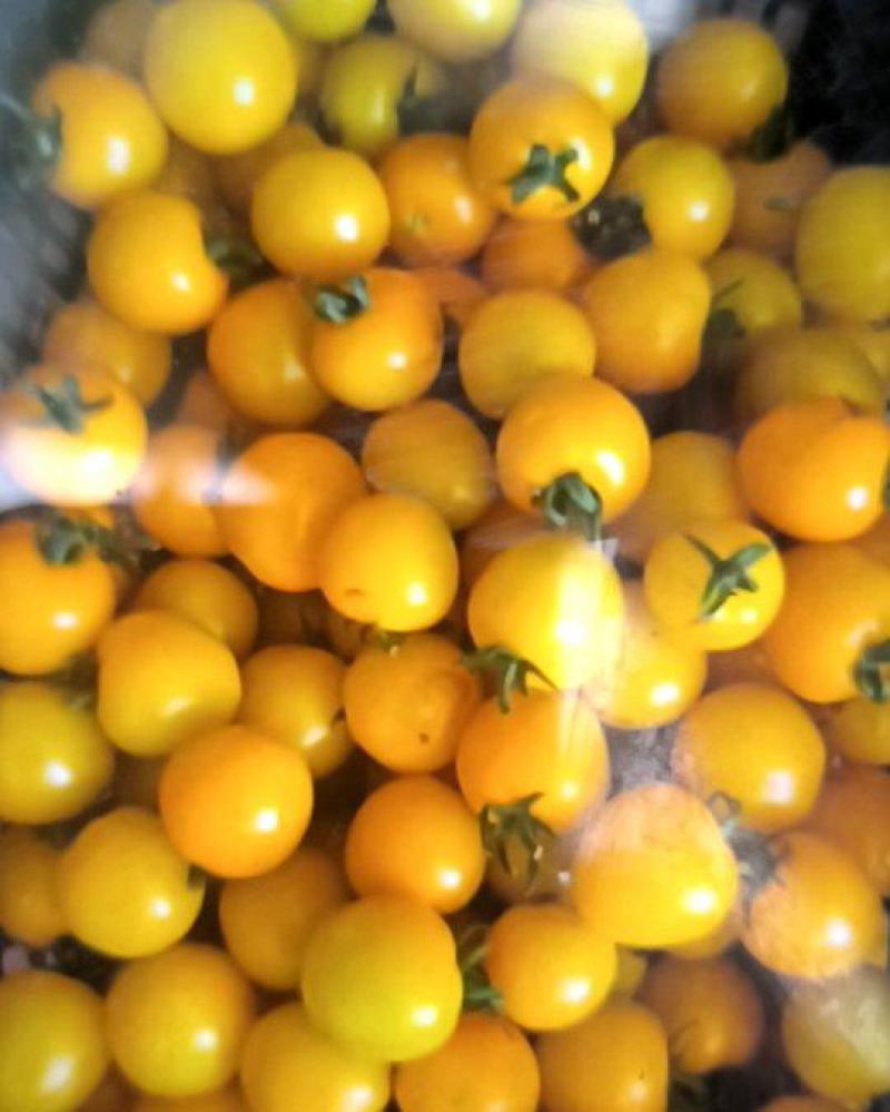 多彩小番茄