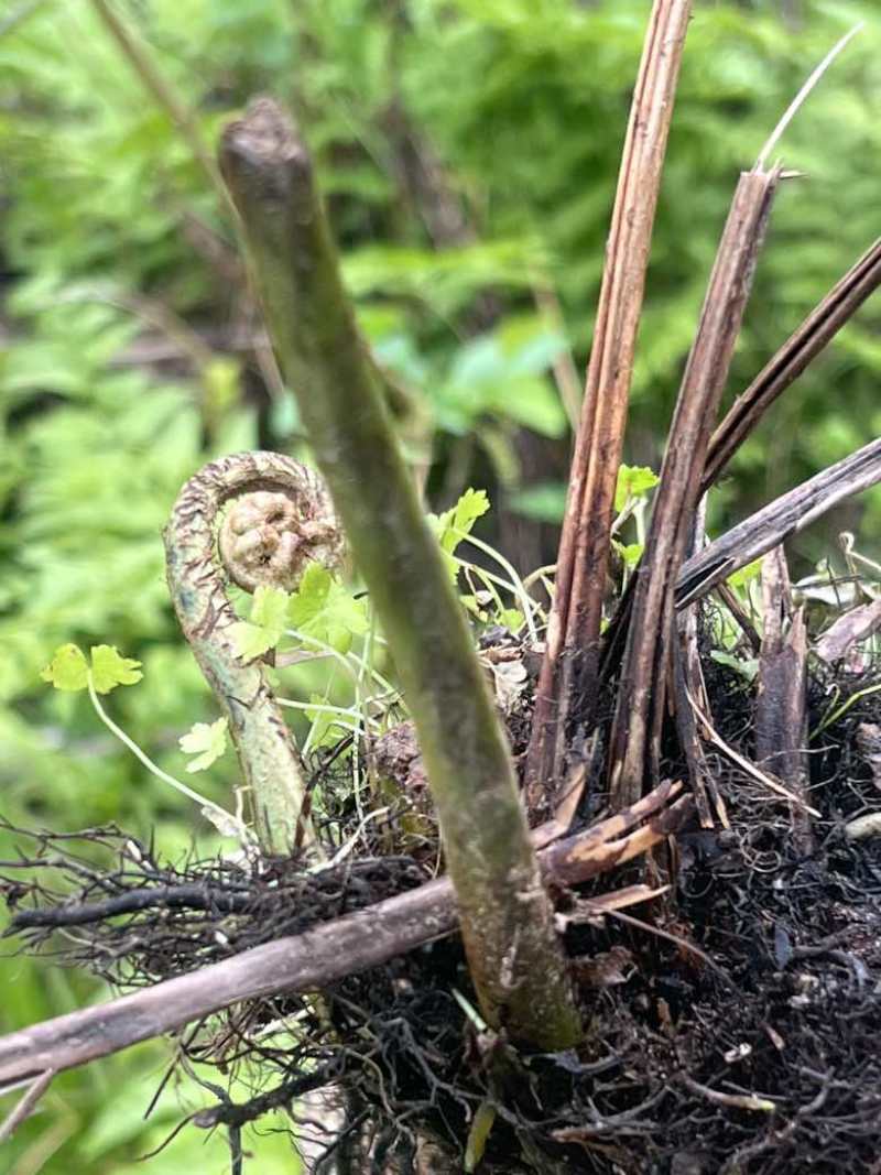 溪边水蕨菜苗