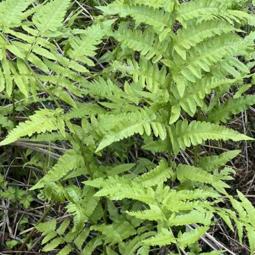 溪边水蕨菜苗